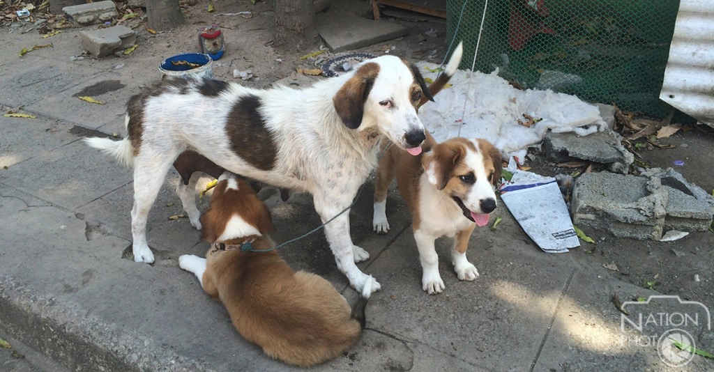 โปเต้แม่สุนัขลูกอ่อน กล้าหาญ เสี่ยงชีวิตช่วยลูกน้อยหลุดพ้นจากจระเข้