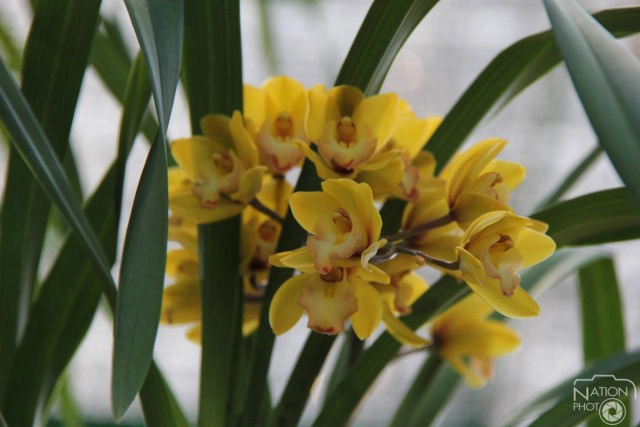 เที่ยวชมธรรมชาติ ดอกไม้งาม ที่สวนพฤกษศาสตร์บ้านร่มเกล้า