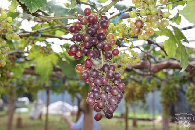 เที่ยวชมธรรมชาติ ดอกไม้งาม ที่สวนพฤกษศาสตร์บ้านร่มเกล้า