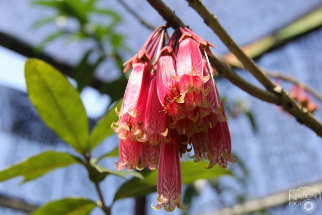 เที่ยวชมธรรมชาติ ดอกไม้งาม ที่สวนพฤกษศาสตร์บ้านร่มเกล้า