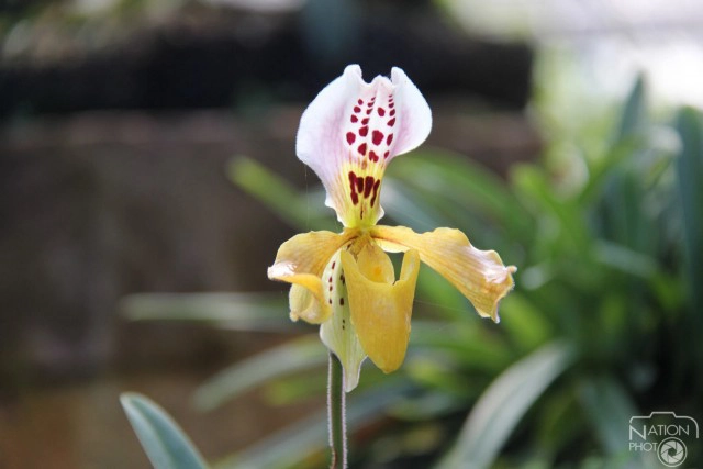 เที่ยวชมธรรมชาติ ดอกไม้งาม ที่สวนพฤกษศาสตร์บ้านร่มเกล้า