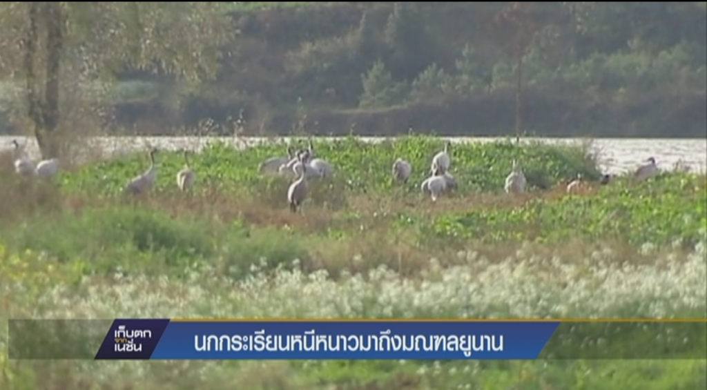 นกกระเรียนหนีหนาวมาถึงมณฑลยูนนาน นกกระเรียนหนีหนาวมาถึงมณฑลยูนนาน