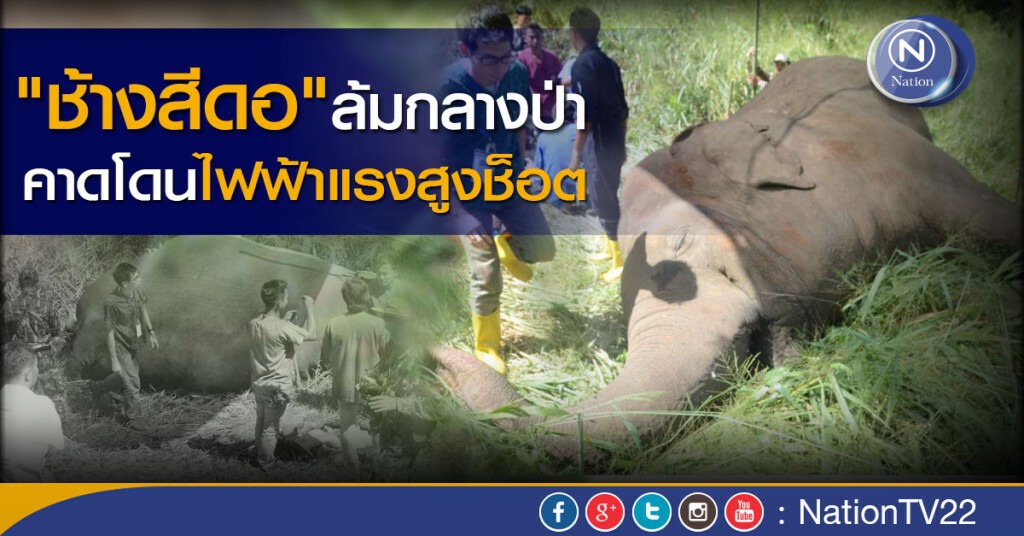 "ช้างสีดอ" ล้มกลางป่าเมืองกาญจน์ คาดโดนไฟฟ้าแรงสูงช็อต "ช้างสีดอ" ล้มกลางป่าเมืองกาญจน์ คาดโดนไฟฟ้าแรงสูงช็อต