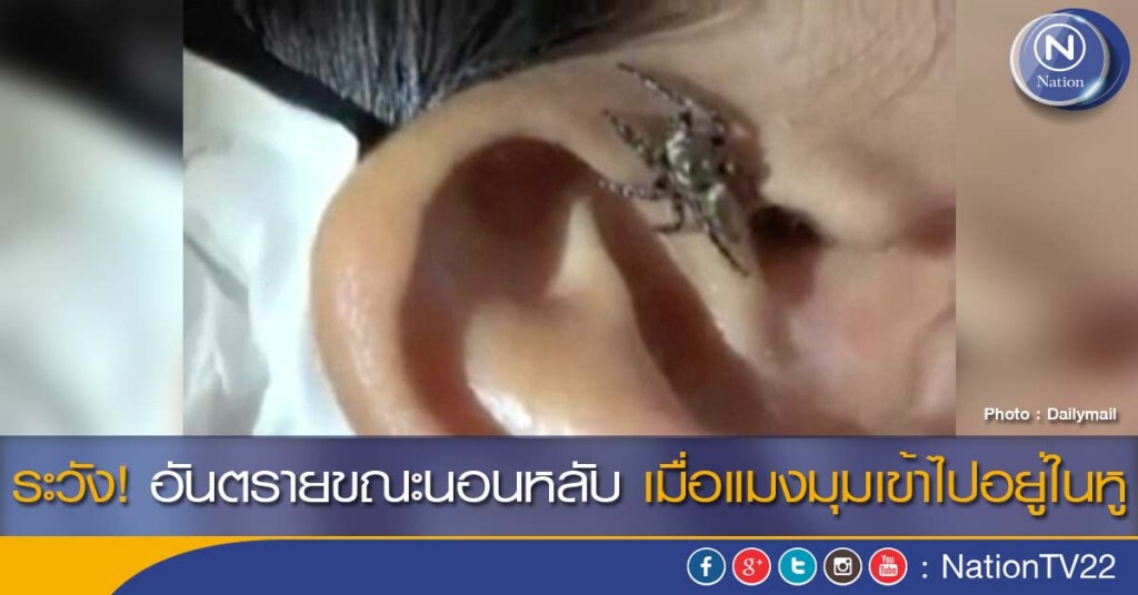 ระวัง! อันตรายขณะนอนหลับ เมื่อแมงมุมเข้าไปอยู่ในหู ระวัง! อันตรายขณะนอนหลับ เมื่อแมงมุมเข้าไปอยู่ในหู