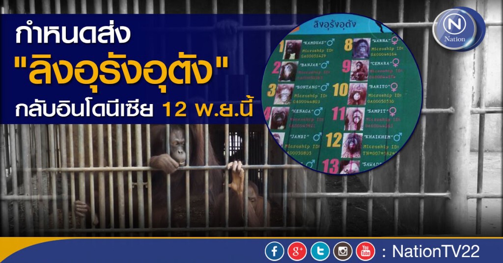 กำหนดส่ง"ลิงอุรังอุตัง"กลับอินโดนีเซีย 12 พ.ย.นี้ กำหนดส่ง"ลิงอุรังอุตัง"กลับอินโดนีเซีย 12 พ.ย.นี้