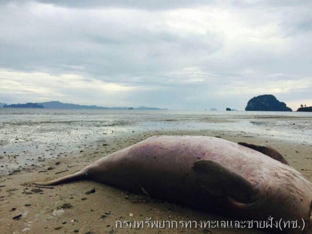 ทช.พบพะยูนตาย โดนฆ่าตัดหัวเอาเขี้ยว