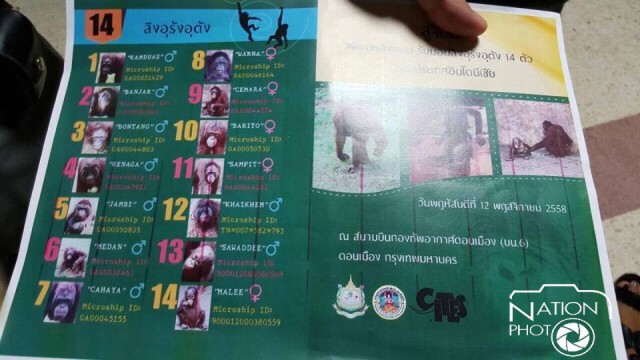 กำหนดส่ง"ลิงอุรังอุตัง"กลับอินโดนีเซีย 12 พ.ย.นี้