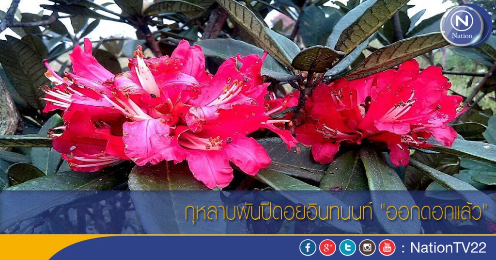 กุหลาบพันปีดอยอินทนนท์ "ออกดอกแล้ว"
