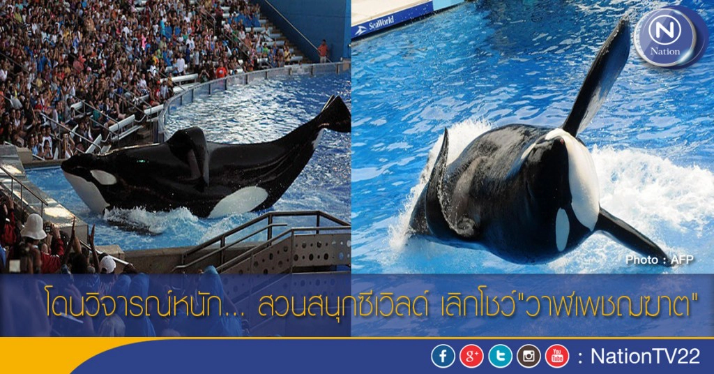 โดนวิจารณ์หนัก... สวนสนุกซีเวิลด์ เลิกโชว์"วาฬเพชฌฆาต" โดนวิจารณ์หนัก... สวนสนุกซีเวิลด์ เลิกโชว์"วาฬเพชฌฆาต"
