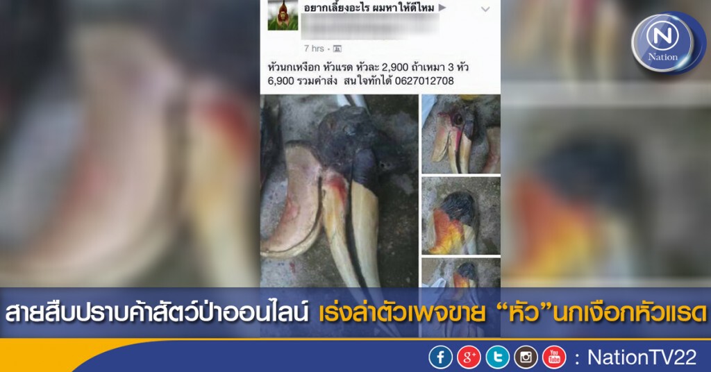 สายสืบปราบค้าสัตว์ป่าออนไลน์ เร่งล่าตัวเพจขายหัวนกเงือกหัวแรด สายสืบปราบค้าสัตว์ป่าออนไลน์ เร่งล่าตัวเพจขายหัวนกเงือกหัวแรด