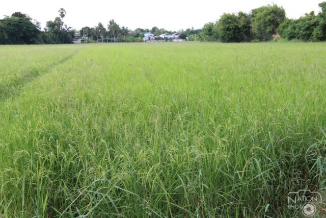 เขื่อนลำตะคอง โคราช ส่งน้ำ 10 ล้านลูกบาศก์เมตรสุดท้าย