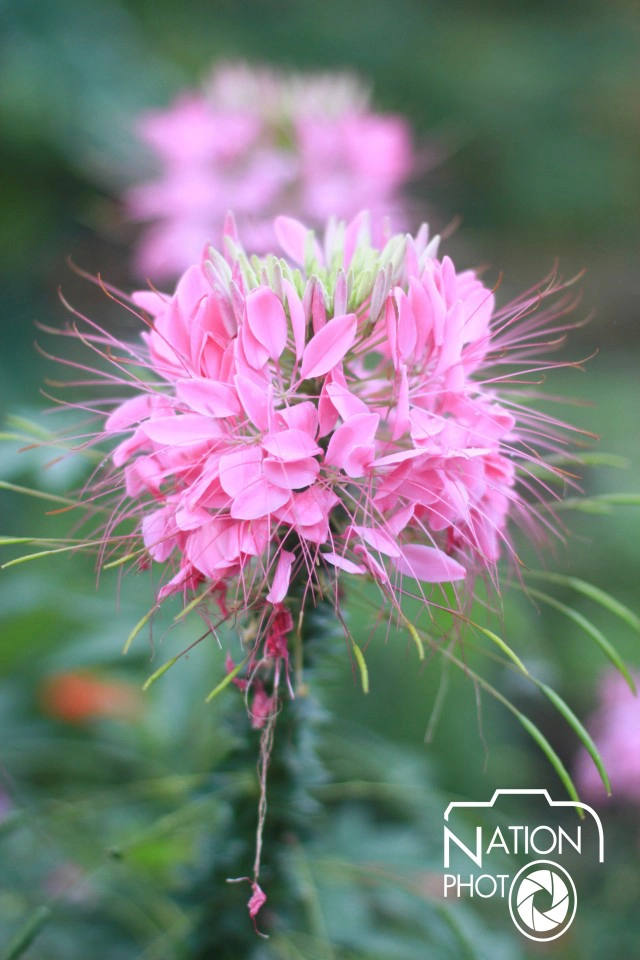 นักท่องเที่ยว แห่ชม "ดอกไม้งามฤดูหนาว" ที่พระตำหนักภูพิงค์ราชนิเวศน์