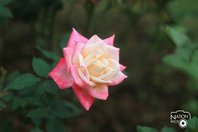 นักท่องเที่ยว แห่ชม "ดอกไม้งามฤดูหนาว" ที่พระตำหนักภูพิงค์ราชนิเวศน์