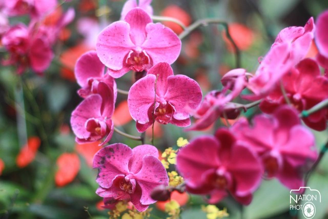 นักท่องเที่ยว แห่ชม "ดอกไม้งามฤดูหนาว" ที่พระตำหนักภูพิงค์ราชนิเวศน์