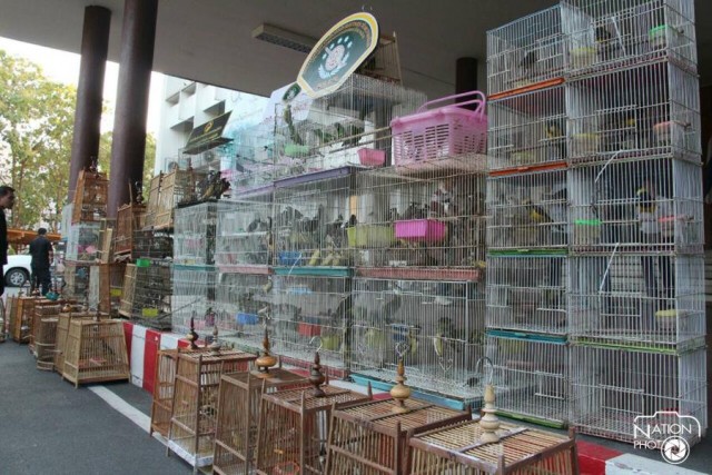 ตรวจยึดนกป่ากว่า 300 ตัวในตลาดนัดจตุจักร