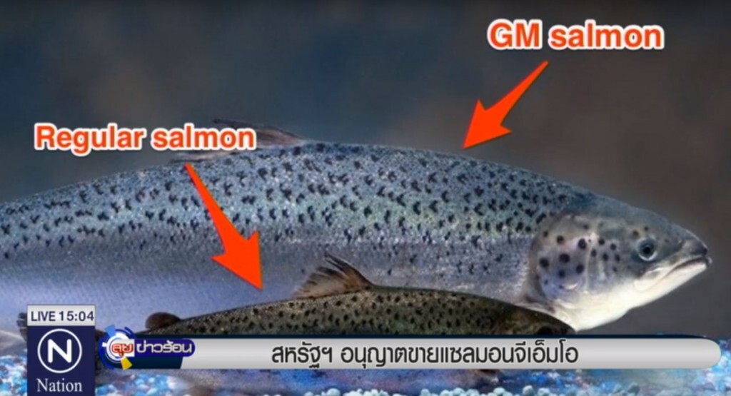 อย.สหรัฐไฟเขียวขาย"ปลาแซลมอนจีเอ็มโอ" อย.สหรัฐไฟเขียวขาย"ปลาแซลมอนจีเอ็มโอ"