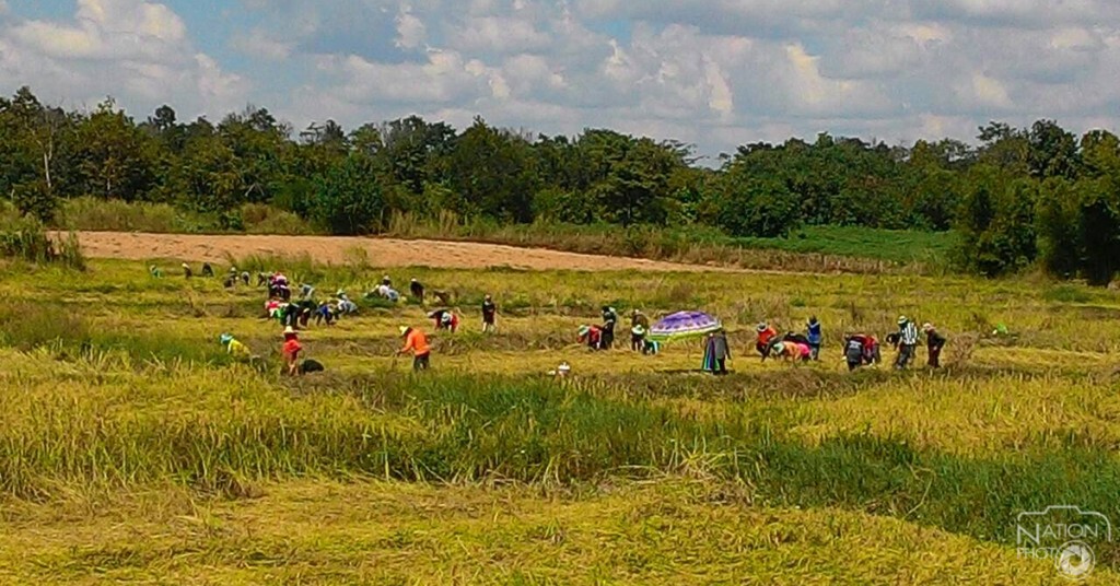 สืบสานประเพณีลงแขกเกี่ยวข้าว สืบสานประเพณีลงแขกเกี่ยวข้าว
