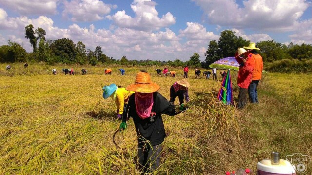 สืบสานประเพณีลงแขกเกี่ยวข้าว