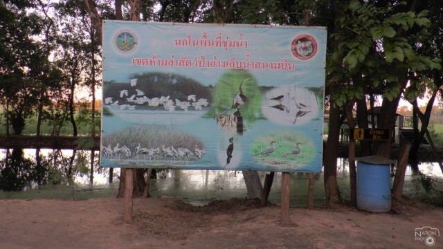 นักท่องเที่ยวตั้งกล้องชมนกหนีหนาวอพยพทำรังวางไข่