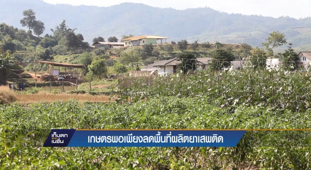 เกษตรพอเพียงลดพื้นที่ผลิตยาเสพติด เกษตรพอเพียงลดพื้นที่ผลิตยาเสพติด