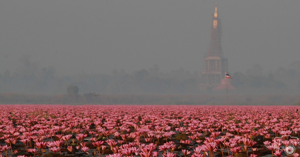 ผู้ว่าอุดรฯ นำบวงสรวงทะเลบัวแดงเริ่มเทศกาลท่องเที่ยว ผู้ว่าอุดรฯ นำบวงสรวงทะเลบัวแดงเริ่มเทศกาลท่องเที่ยว