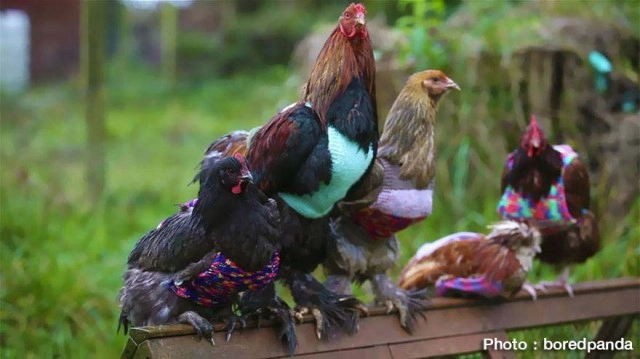 2 แม่ลูก ใจบุญถัก“เสื้อไหมพรม”ให้“ไก่”กว่า 30 ตัว