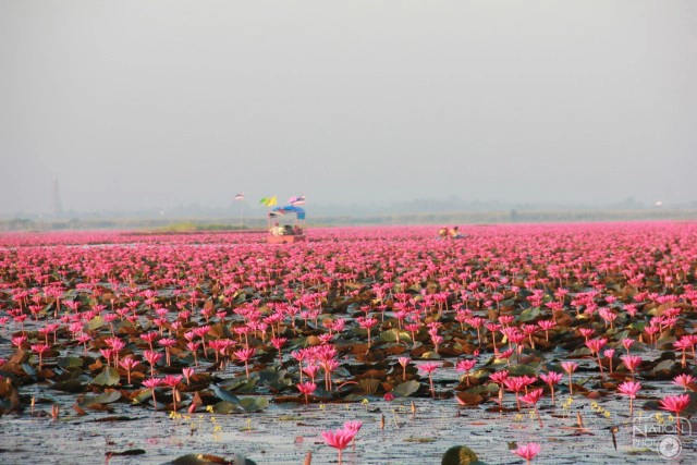 ผู้ว่าอุดรฯ นำบวงสรวงทะเลบัวแดงเริ่มเทศกาลท่องเที่ยว