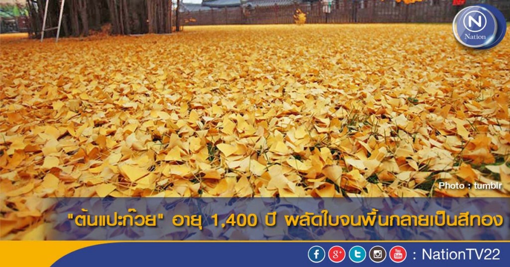 "ต้นแปะก๊วย" อายุ 1,400 ปี ผลัดใบจนพื้นกลายเป็นสีทอง "ต้นแปะก๊วย" อายุ 1,400 ปี ผลัดใบจนพื้นกลายเป็นสีทอง