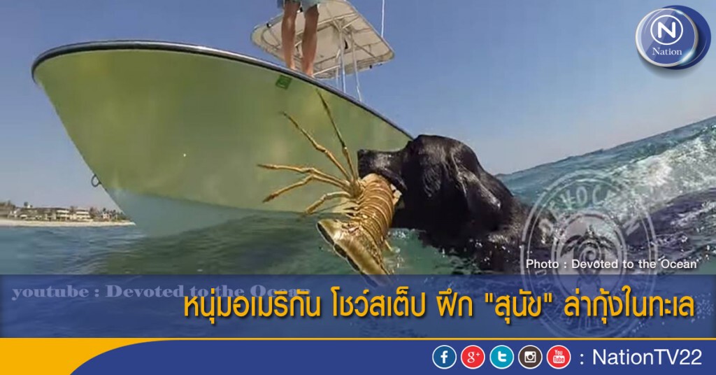 หนุ่มอเมริกัน โชว์สเต็ป ฝึก "สุนัข" ล่ากุ้งในทะเล