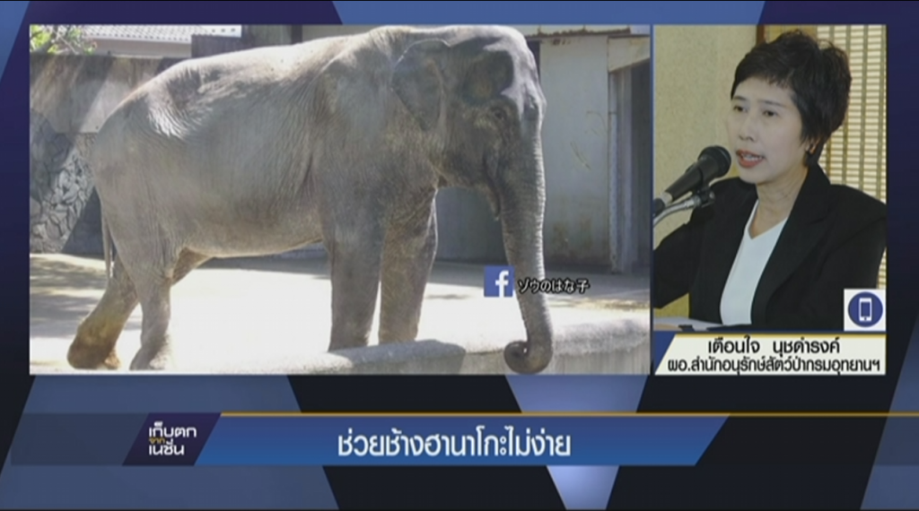 ช่วยช้างฮานาโกะไม่ง่าย