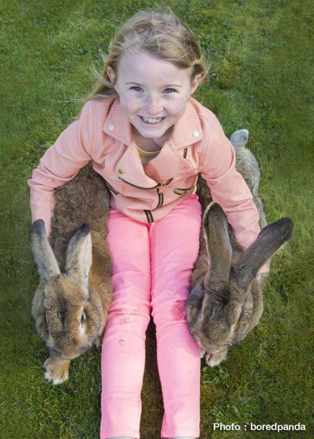 "Darius" กระต่ายขนาดใหญ่ที่สุดในโลก