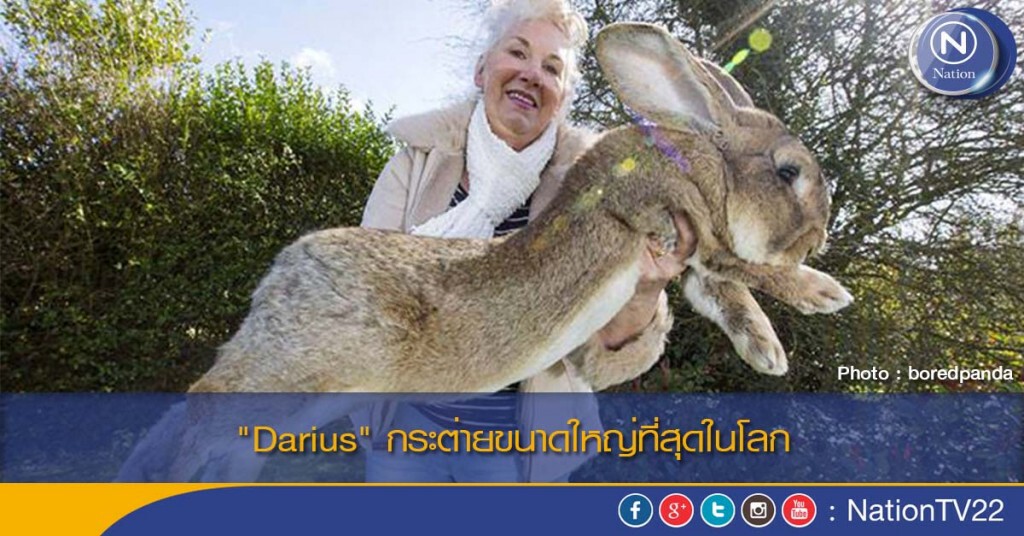 "Darius" กระต่ายขนาดใหญ่ที่สุดในโลก "Darius" กระต่ายขนาดใหญ่ที่สุดในโลก