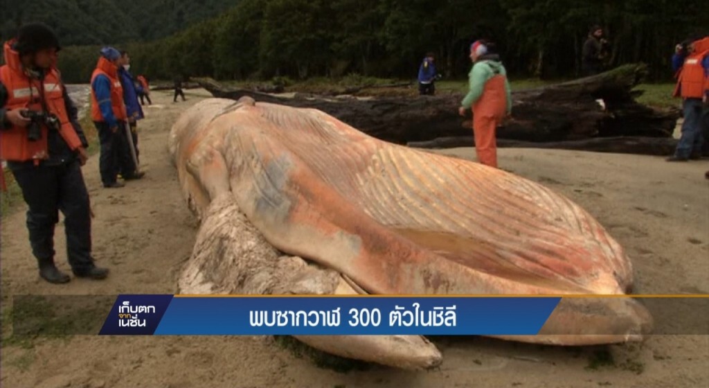 ชิลีสอบวาฬกว่า 300 ตัวตายเกลื่อน ชิลีสอบวาฬกว่า 300 ตัวตายเกลื่อน