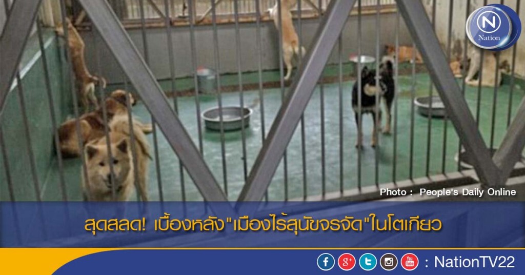 สุดสลด! เบื้องหลัง"เมืองไร้สุนัขจรจัด"ในโตเกียว สุดสลด! เบื้องหลัง"เมืองไร้สุนัขจรจัด"ในโตเกียว