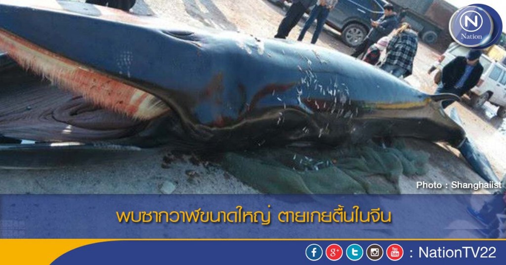 พบซากวาฬขนาดใหญ่ ตายเกยตื้นในจีน