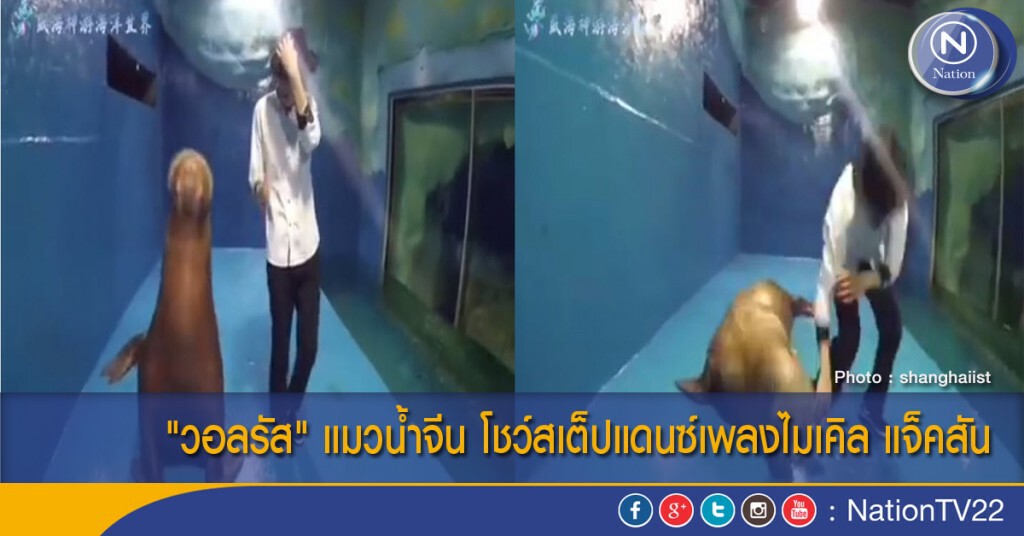 "วอลรัส" แมวน้ำจีน โชว์สเต็ปแดนซ์เพลงไมเคิล แจ็คสัน "วอลรัส" แมวน้ำจีน โชว์สเต็ปแดนซ์เพลงไมเคิล แจ็คสัน