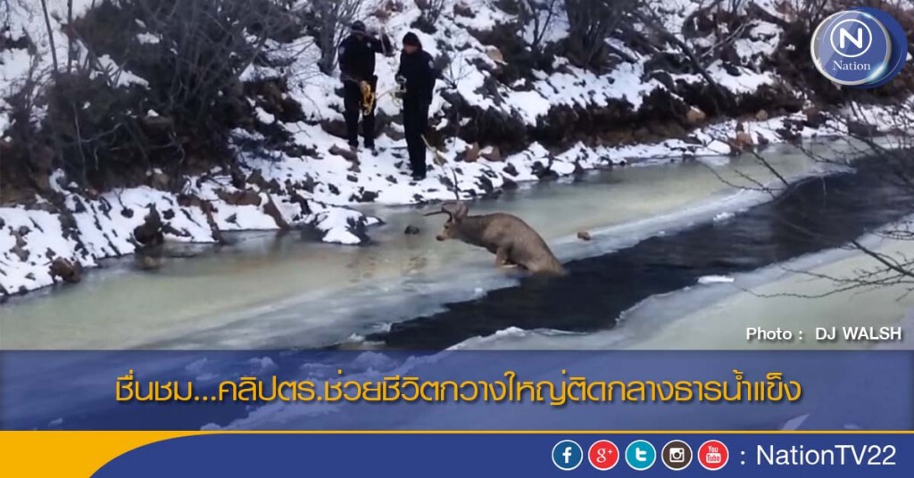ชื่นชม...คลิปตร.ช่วยชีวิตกวางใหญ่ติดกลางธารน้ำแข็ง