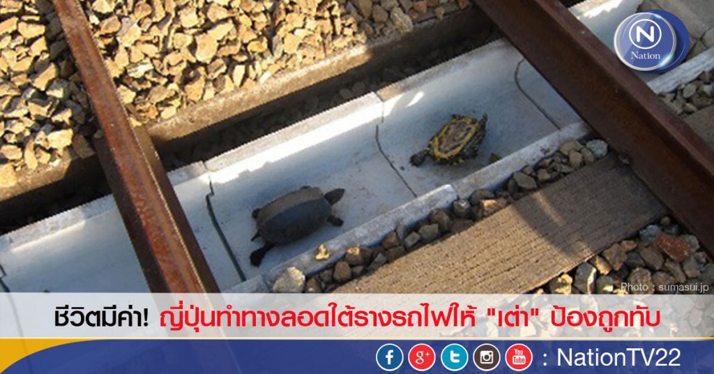 ชีวิตมีค่า!
ญี่ปุ่นทำทางลอดใต้รางรถไฟให้ "เต่า" ป้องถูกทับ ชีวิตมีค่า!
ญี่ปุ่นทำทางลอดใต้รางรถไฟให้ "เต่า" ป้องถูกทับ