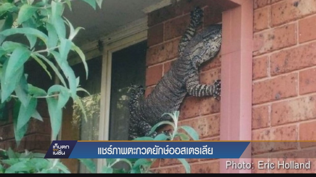 "แห่แชร์ภาพ"ตะกวดยักษ์ออสเตรเลีย" เกาะฝาบ้าน"