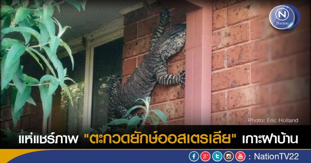 แห่แชร์ภาพ"ตะกวดยักษ์ออสเตรเลีย" เกาะฝาบ้าน