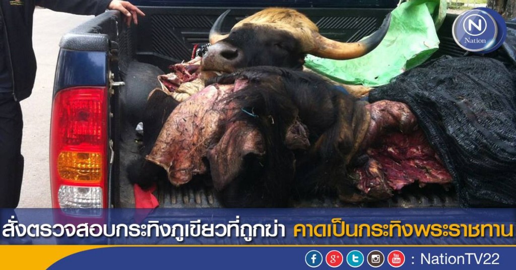 สั่งตรวจสอบกระทิงภูเขียวที่ถูกฆ่า คาดเป็นกระทิงพระราชทาน