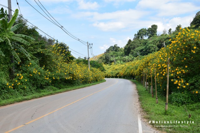 ดอกบัวตองที่บ้านแม่เหาะ แม่ฮ่องสอน ต้อนรับนักท่องเที่ยวหนาวนี้