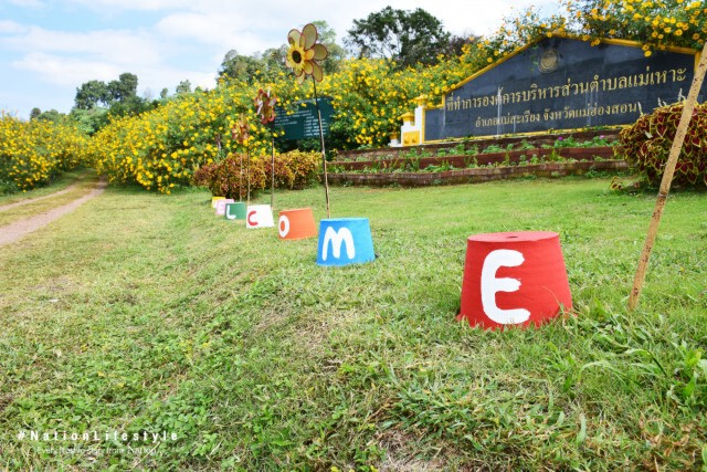ดอกบัวตองที่บ้านแม่เหาะ แม่ฮ่องสอน ต้อนรับนักท่องเที่ยวหนาวนี้