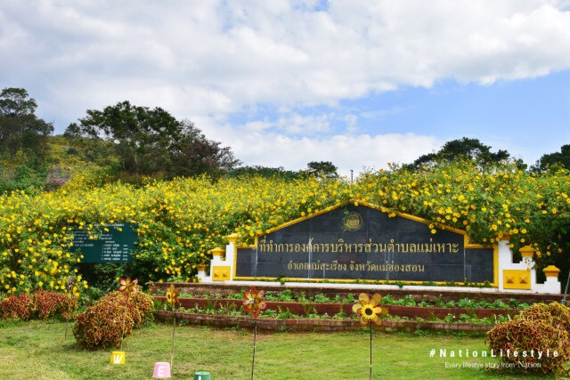 ดอกบัวตองที่บ้านแม่เหาะ แม่ฮ่องสอน ต้อนรับนักท่องเที่ยวหนาวนี้