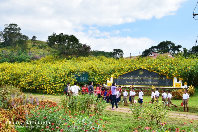 ดอกบัวตองที่บ้านแม่เหาะ แม่ฮ่องสอน ต้อนรับนักท่องเที่ยวหนาวนี้