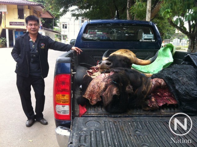 เส้นทางค้าเนื้อสัตว์ป่าภูเขียว สู่...จานนักเปิบพิสดาร