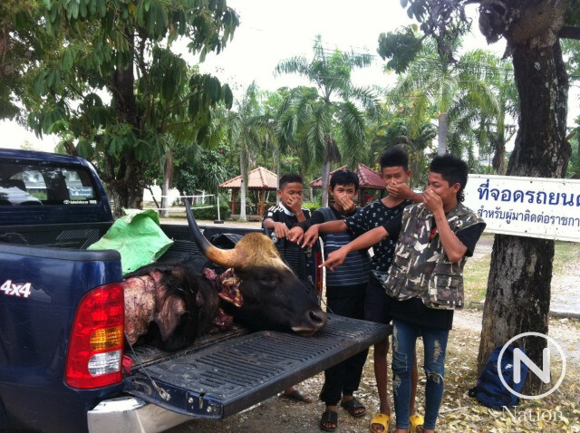เส้นทางค้าเนื้อสัตว์ป่าภูเขียว สู่...จานนักเปิบพิสดาร