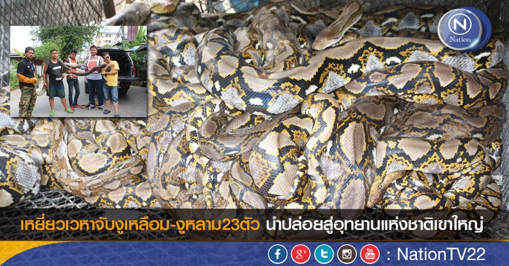 เหยี่ยวเวหาจับงูเหลือม-งูหลาม23ตัว นำปล่อยสู่อุทยานแห่งชาติเขาใหญ่ เหยี่ยวเวหาจับงูเหลือม-งูหลาม23ตัว นำปล่อยสู่อุทยานแห่งชาติเขาใหญ่