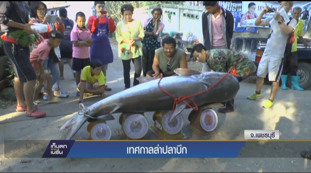 เทศกาลล่าปลาบึก