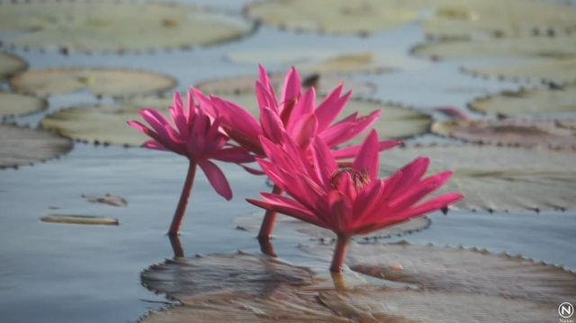 วันหยุดยาวนักท่องเที่ยว แห่ชมความงามทะเลบัวแดง